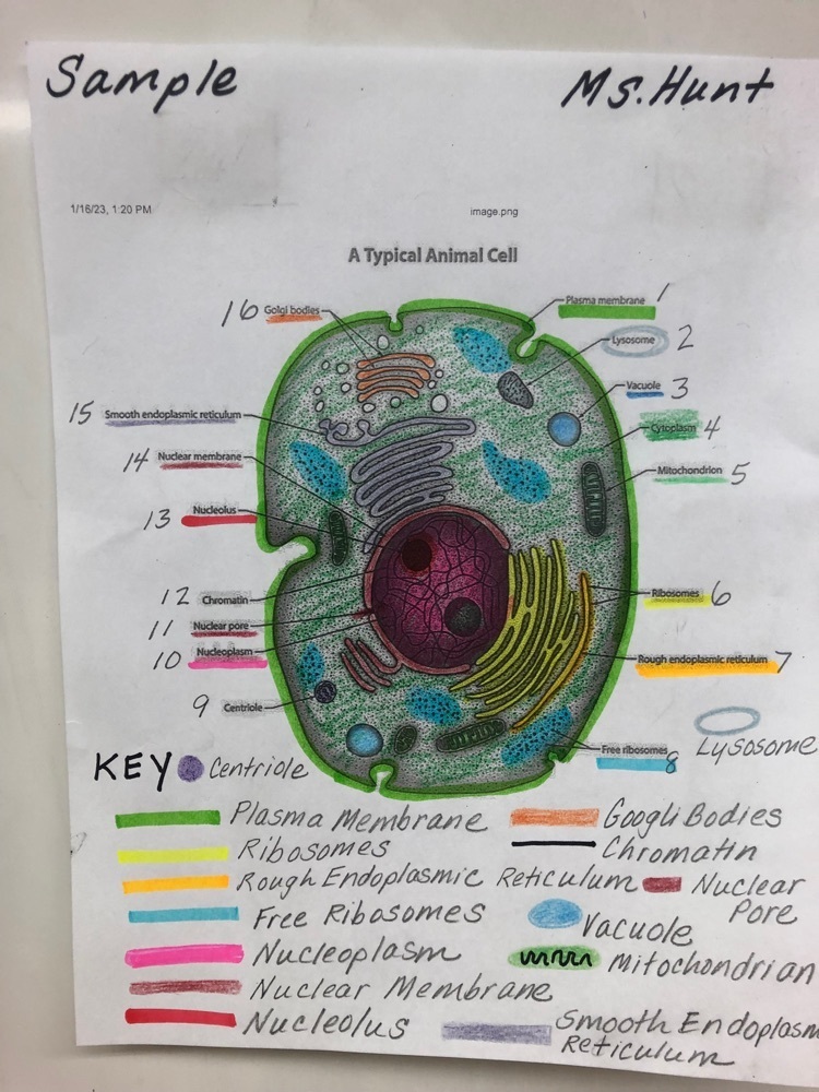Typical Healthy Cell & Parts